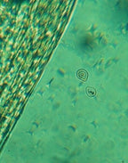 Éthira Harmony Eye Cream