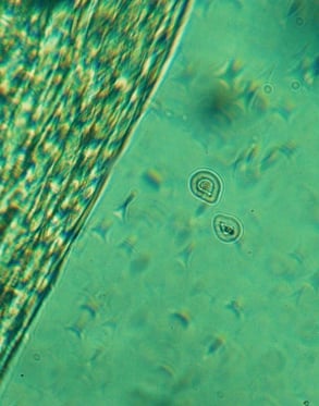 Éthira Harmony Eye Cream