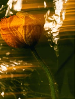 Éthira Sun Veil SPF30 Mineral Tinted Sunscreen