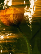 Éthira Sun Veil SPF30 Mineral Tinted Sunscreen